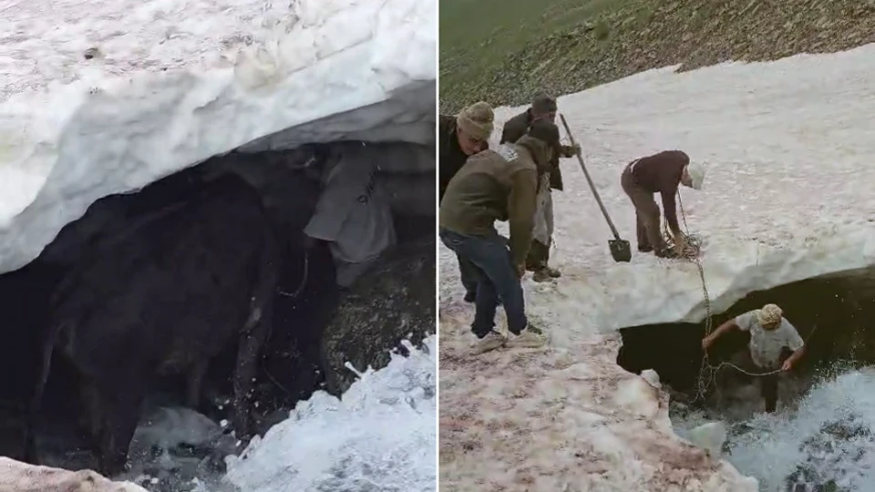 Şenyurt Yaylası’nda çukura düşen dana imece usulüyle kurtarıldı