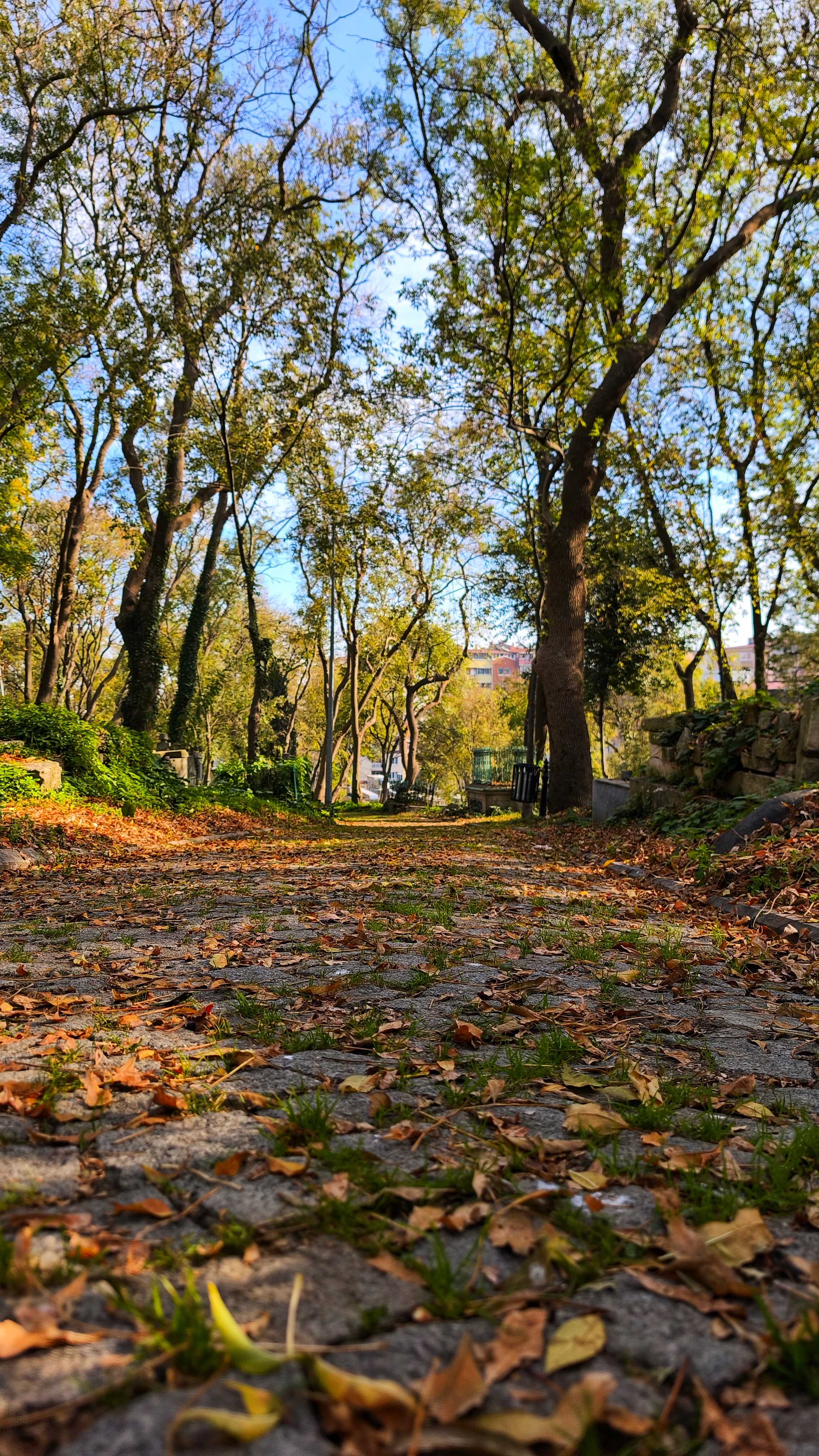 BÜYÜ, BENİ ANLARSIN 